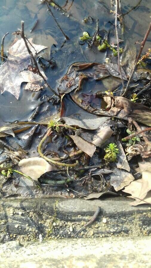 Fine feathery foliage of Brazilian water-milfoil growing partially above water in tropical setting.
