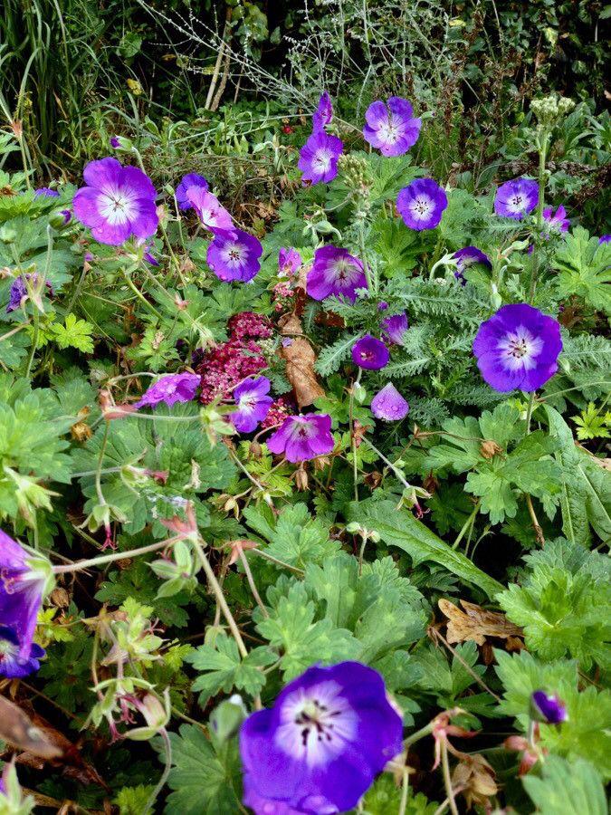 Wald-Storchschnabel in voller Blüte an einem lichtschattigen Standort