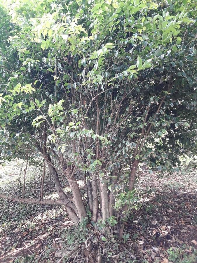 Flacourtia jangomas Indian plum with small fruits