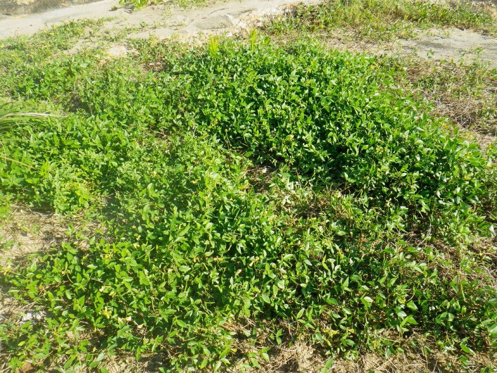 Fleurs jaunes et feuillage de Vigna luteola