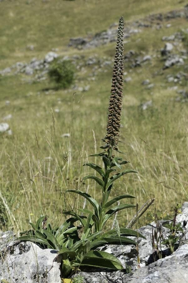 Paarse bloemen van Digitalis parviflora in volle bloei
