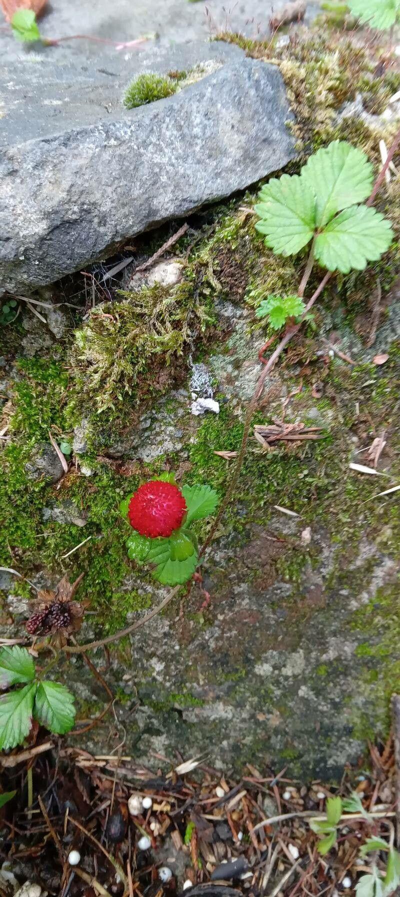 Indian strawberry with yellow flowers and small orange fruits among green foliage