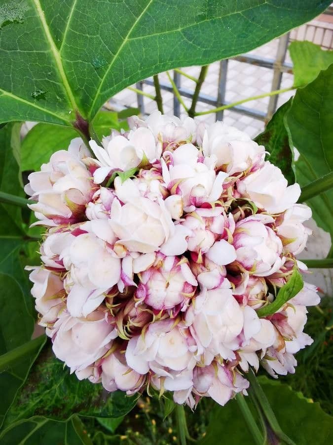 Clerodendrum chinense Pflanze mit rosa-wei??en Bluten