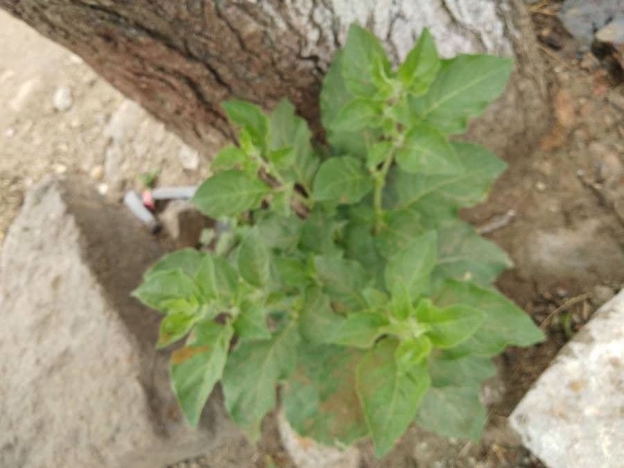 Ashwagandha avec fleurs parfumées