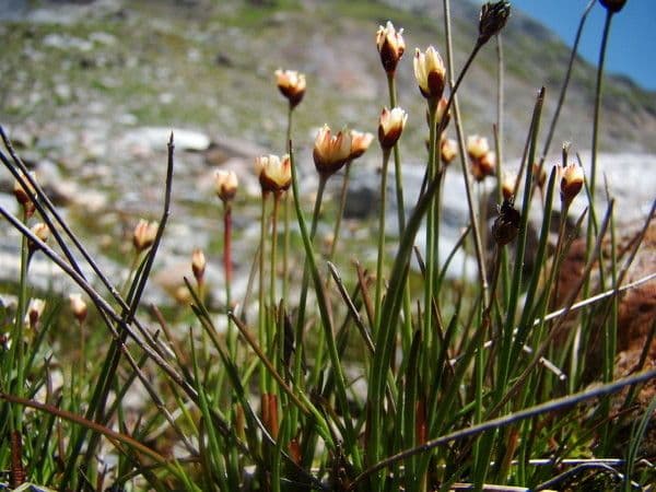 Plante Juncus triglumis avec des feuilles fines et compactes dans un cadre alpin