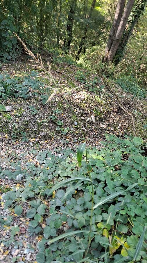 Gewöhnliche Hühnerhirse in voller Blüte am Teichufer, mit weichen goldbraunen Rispen