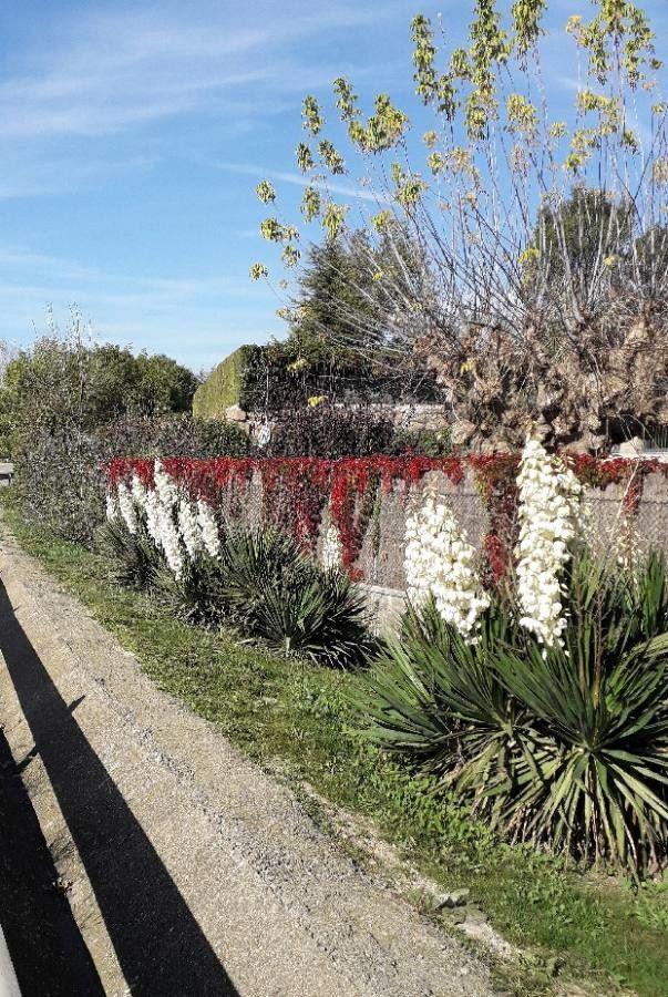 Yucca gloriosa aux feuilles rigides bleu-vert et grande hampe florale blanche en plein soleil