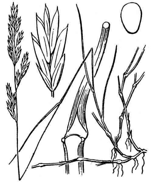 Festuca pyrenaica Alpengras mit violetten Blütenrispen