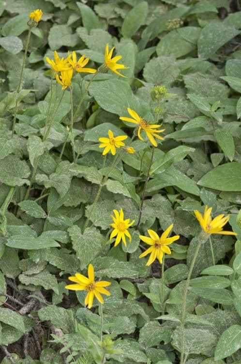 Arnica à feuilles cordées avec ses fleurs jaune vif dans un cadre naturel