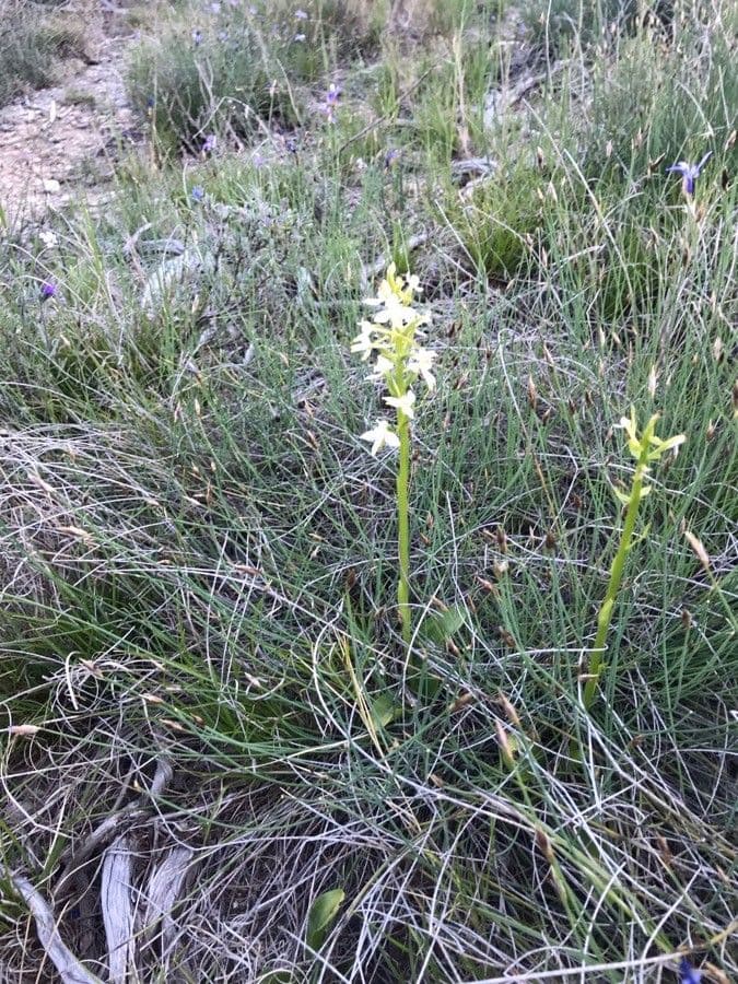 Lesser butterfly-orchid with delicate fragrant white flowers in woodland edge
