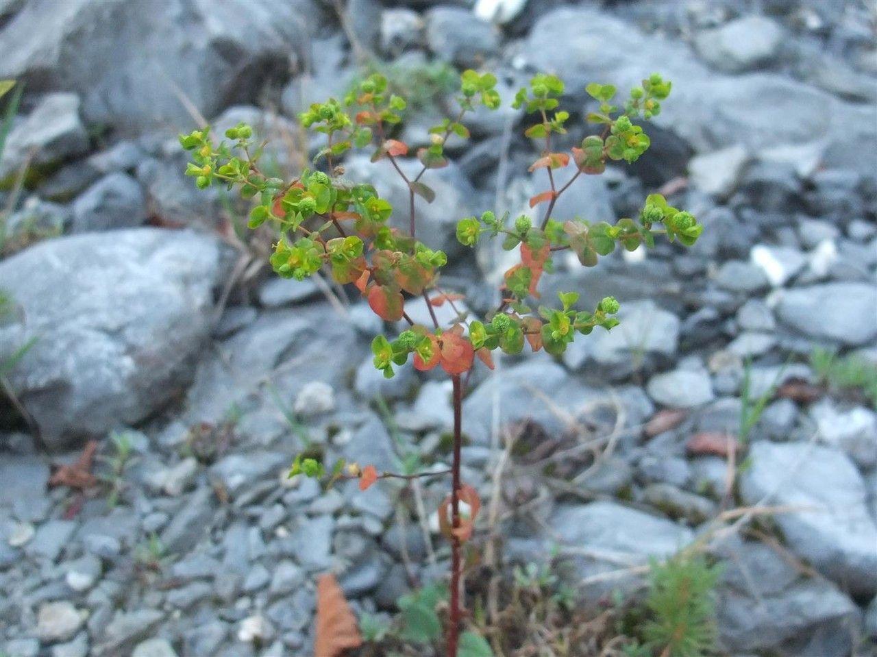 Upright spurge in full bloom on a sunny meadow slope