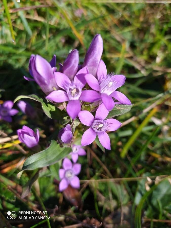 Deutscher Enzian mit tiefen blauvioletten Rohrenblutern in naturlicher Alpenumgebung
