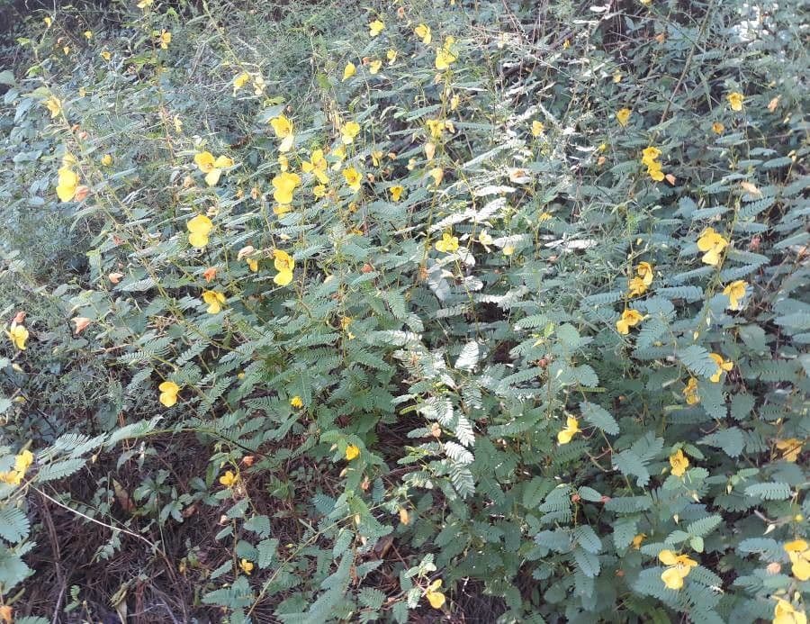 Chamaecrista fasciculata mit gelben Blüten in voller Blüte