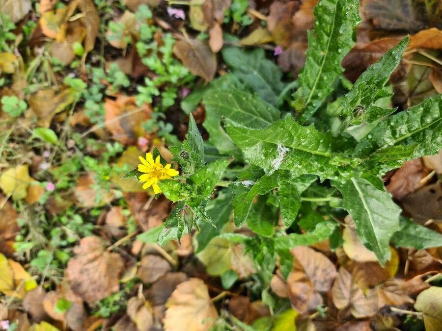 Gelb blühender Wurmlattich in einem trockenen, sonnigen Steingarten mit Kies und mageren Böden