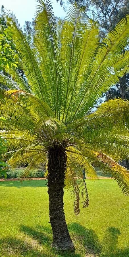 Cycas circinalis queen sago fern palm met opgewelfde groen blad