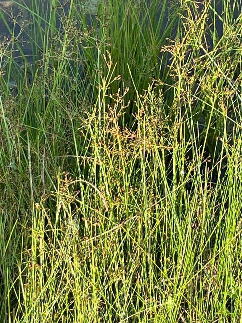 Kurzkoepfige Binse mit feinen gruenen Halmen und kompakten runden Bluetenkoepfchen am Teichrand