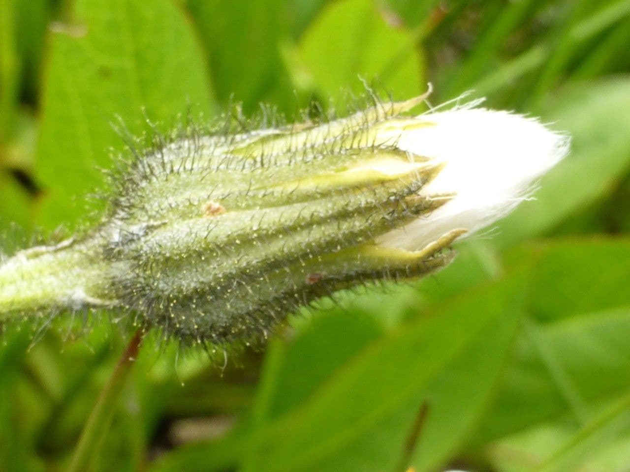Gele bloemen van Willemetia stipitata op een alpiene groeiplaats
