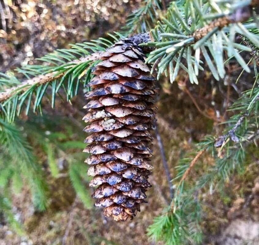 Sikkim Spruce with distinctive branching structure and fine needles