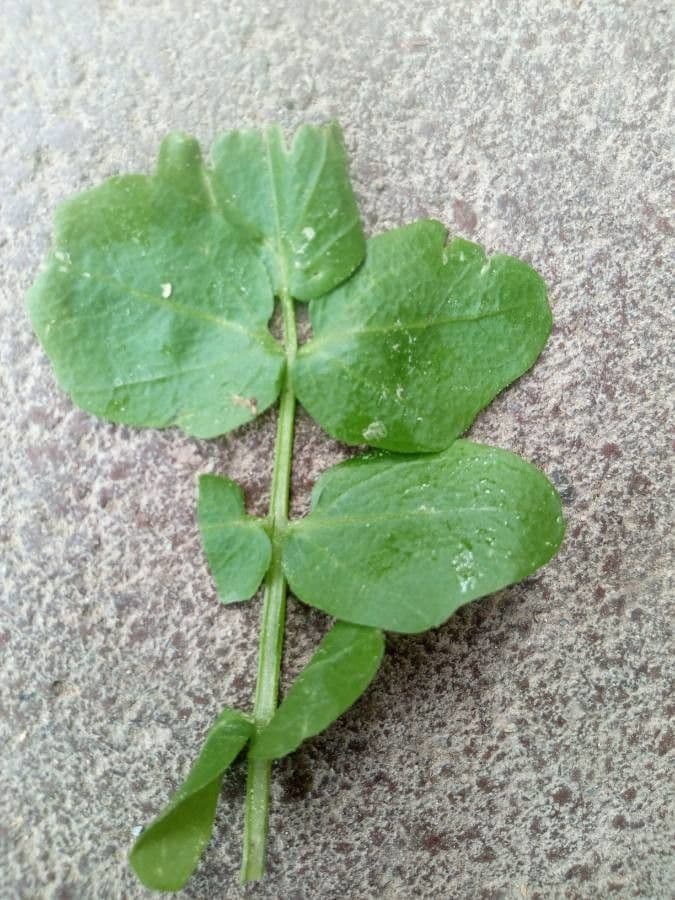 Slanke waterkers (Nasturtium microphyllum) groeiend langs beekoevers met kleine bladeren