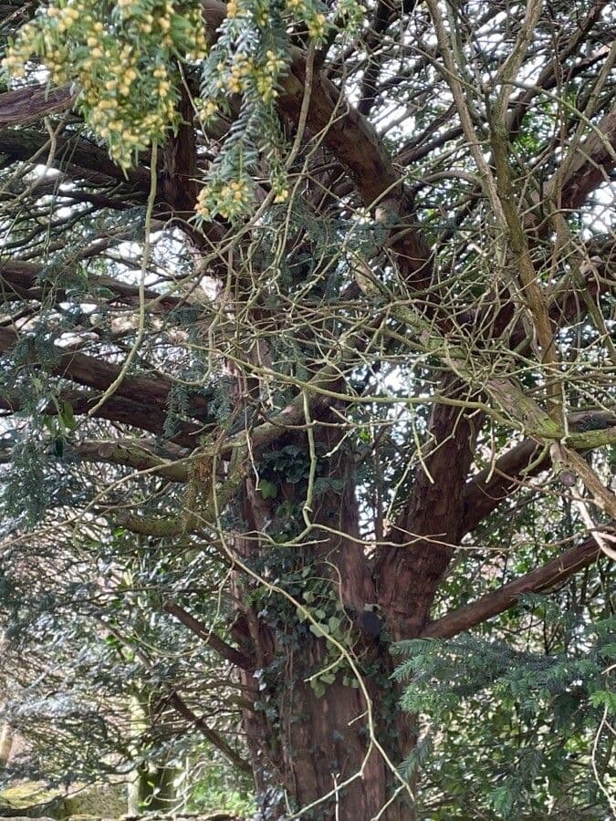Western hemlock (Tsuga heterophylla) showing elegant drooping foliage