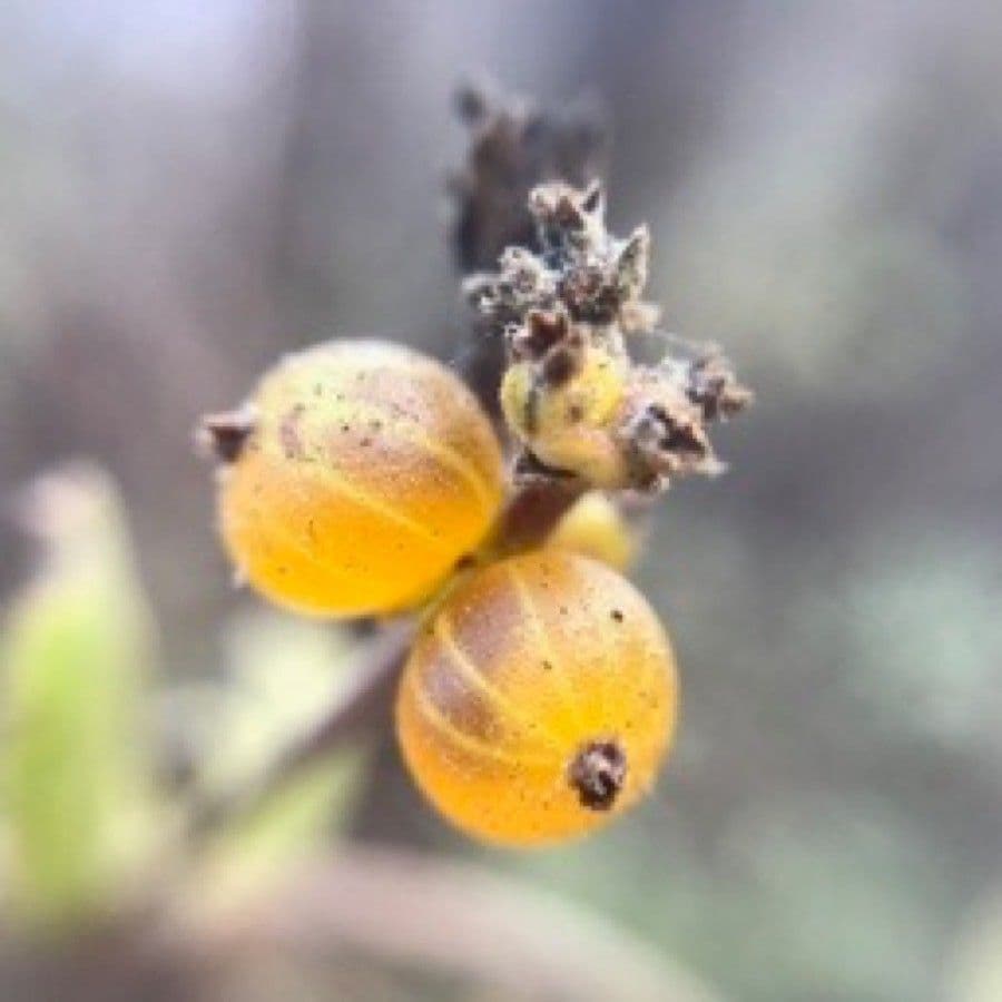 Suedliches Geisblatt mit gelben Blueten und kompakter Wuchsform in sonnigem Terraiń