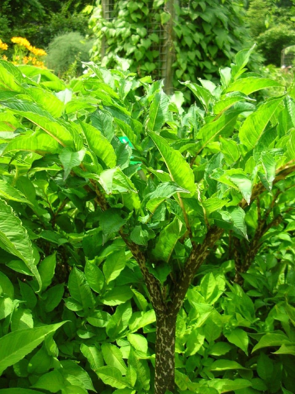 Three-leafed foliage of Pinellia (Pinellia ternata)