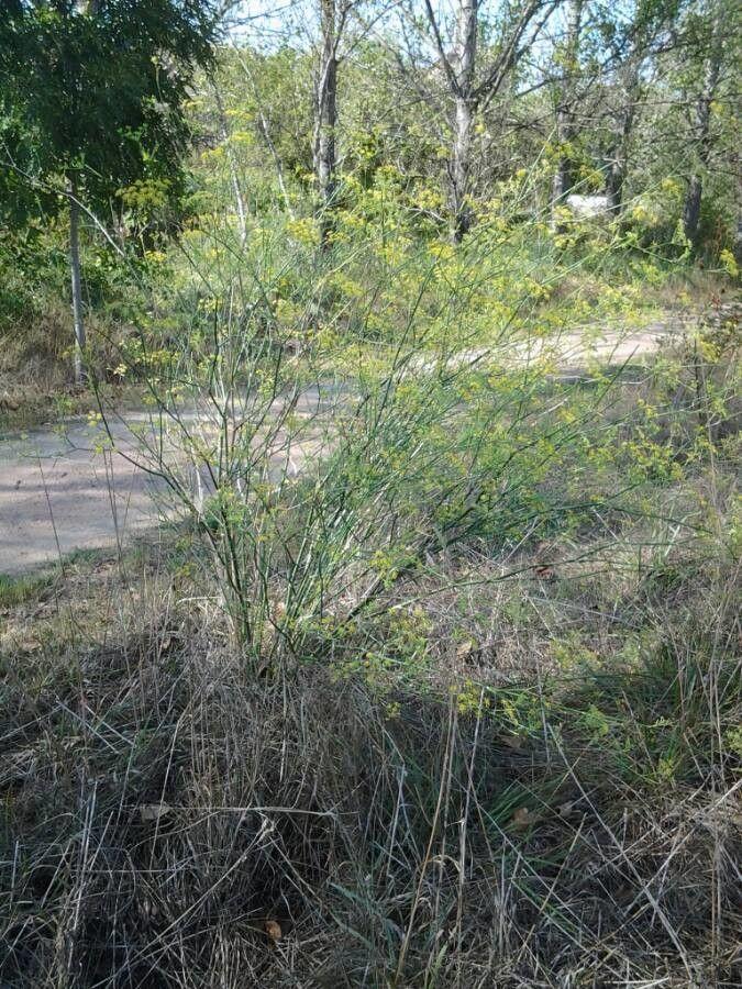 Plante de fenouil avec feuilles filiformes et ombelles jaunes en plein soleil