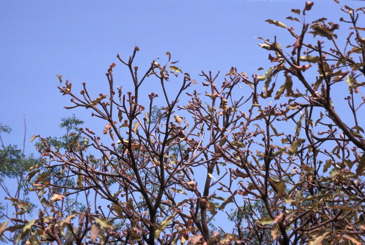 Arbre a beurre de karite en pleine croissance