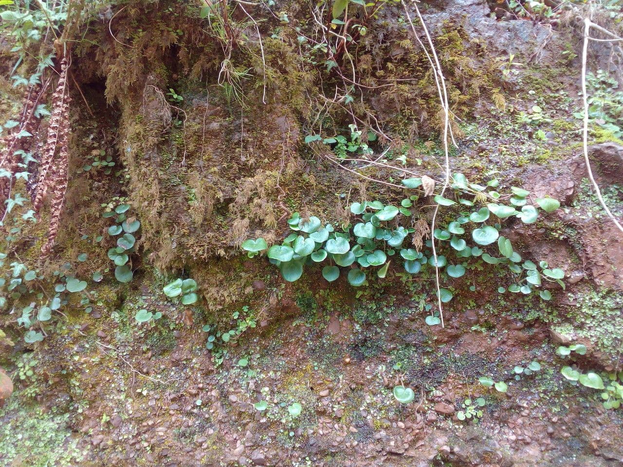 Pyrenese soldanella (Soldanella villosa) met paarsblauwe klokvormige bloemen aan lange stelen boven ronde bladeren