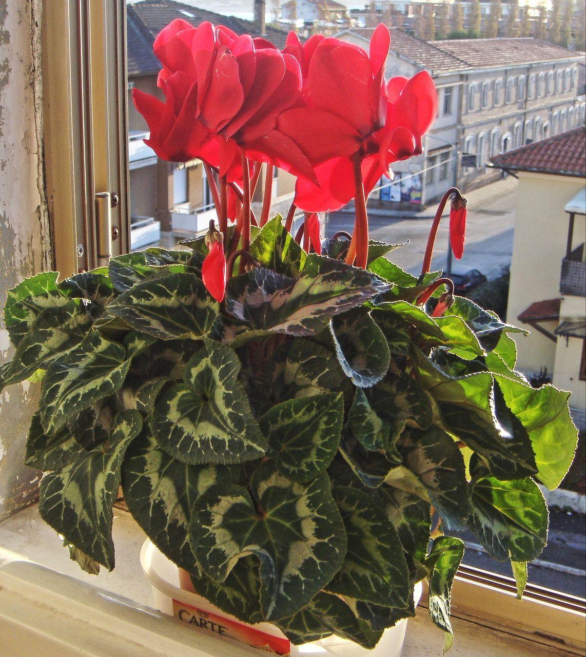 Persisches Alpenveilchen in Blüte auf einer kühlen, hellen Fensterbank ohne direkte Sonne