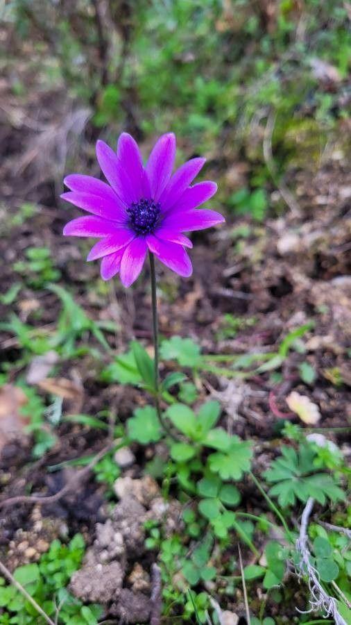 Anemone hortensis en pleine floraison avec de larges feuilles et des fleurs violettes douces dans un jardin naturel.