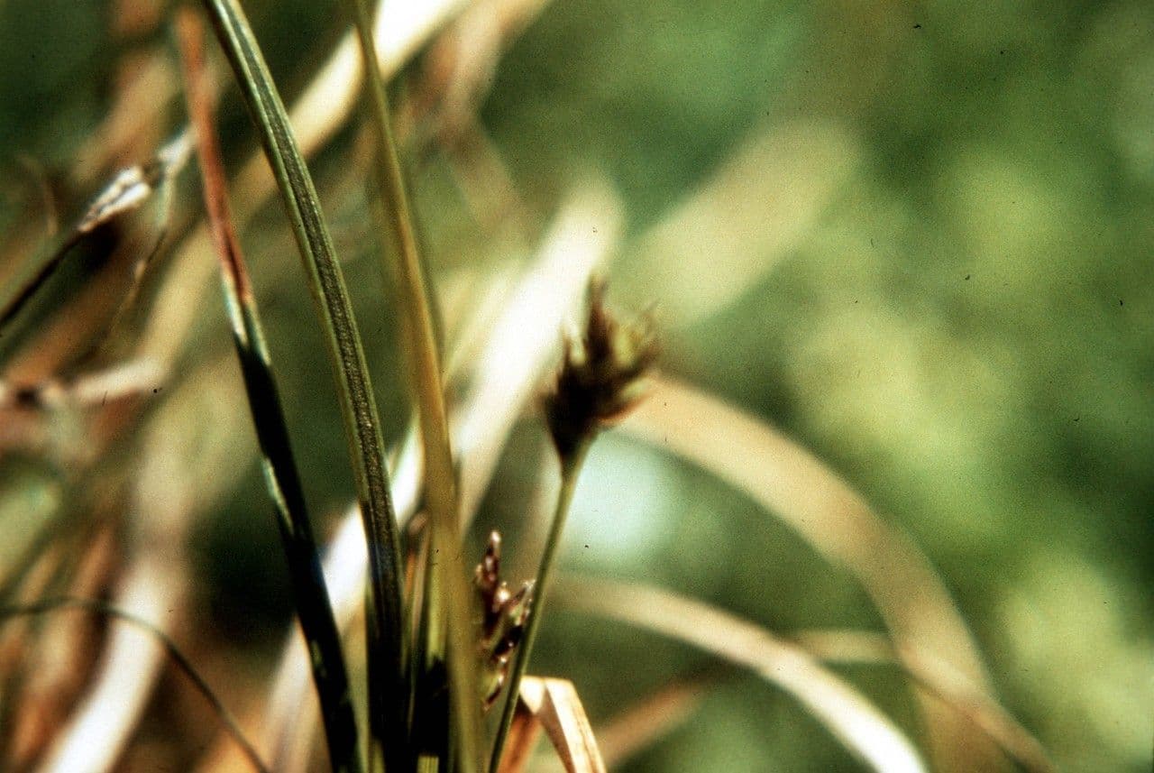 Black edge sedge displaying distinctive black-edged foliage in garden setting