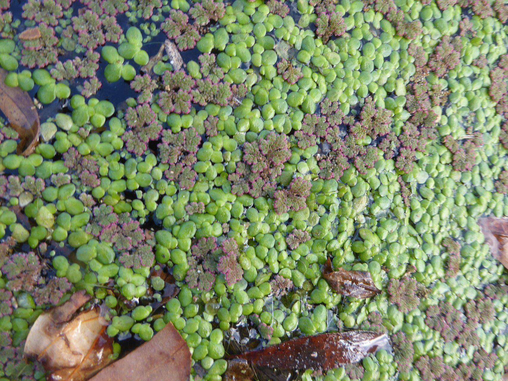 Dichter rotgrüner Teppich aus Großer Algenfarn auf einem Gartenteich bei Sonnenschein