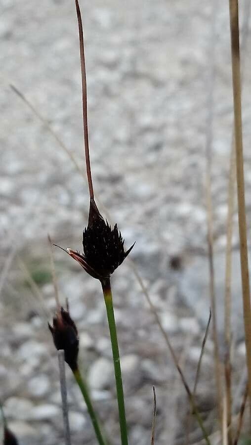 Zwarte knopbies plant met karakteristieke zwarte bloeiwijzen in natuurlijk veenlandschap