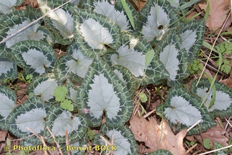 Greek cyclamen with pink flowers and marbled leaves