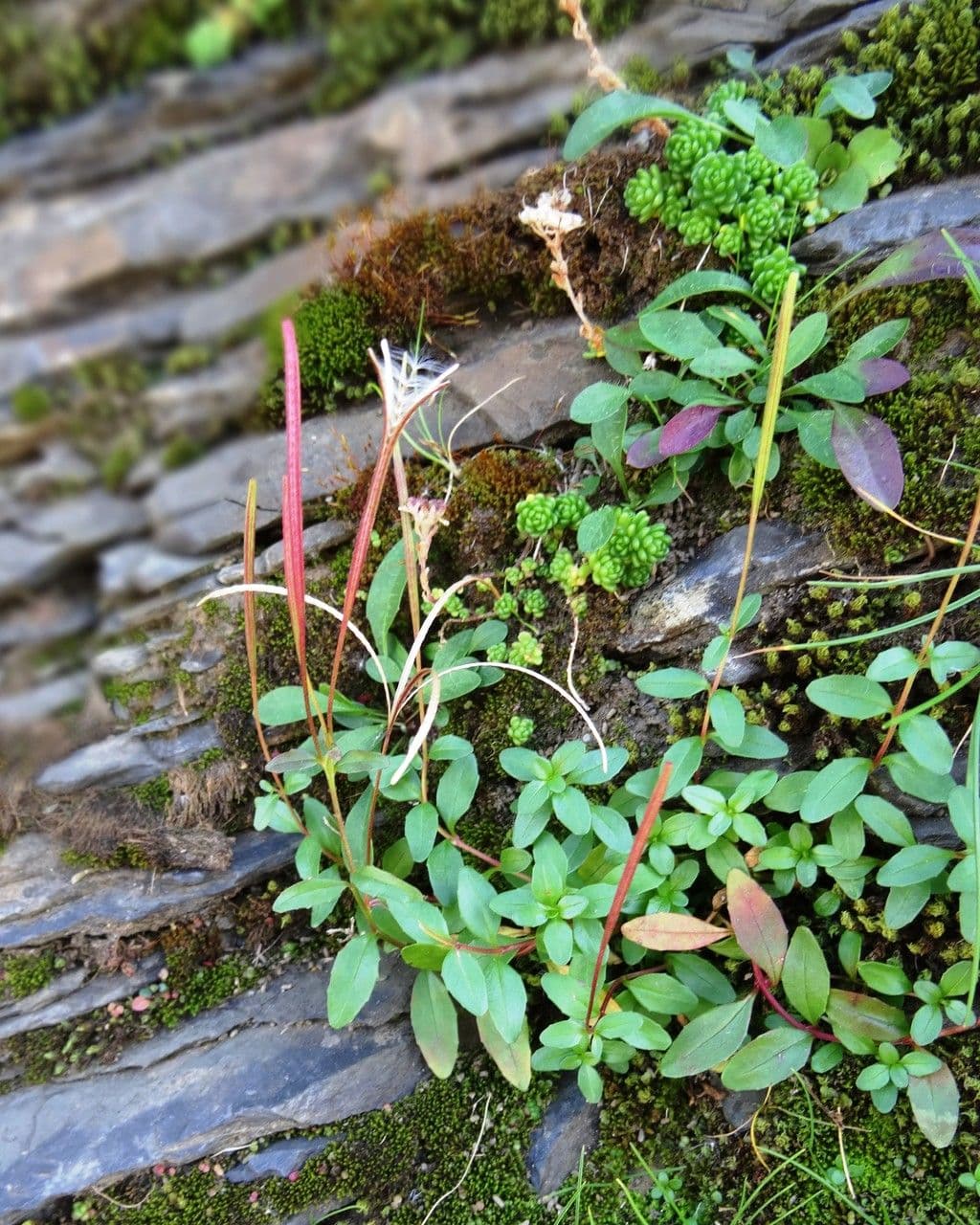Epilobium anagallidifolium avec des fleurs minuscules rose-rouge sur les pentes de montagne