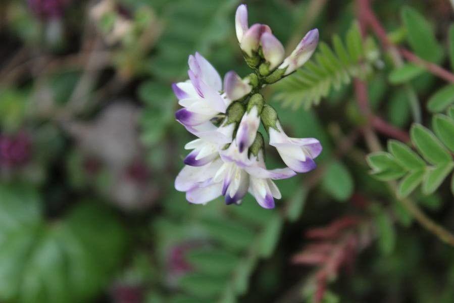 Alpen-Tragant in alpiner Umgebung mit rosa Blüten über niedrigem, fleischigem Laub