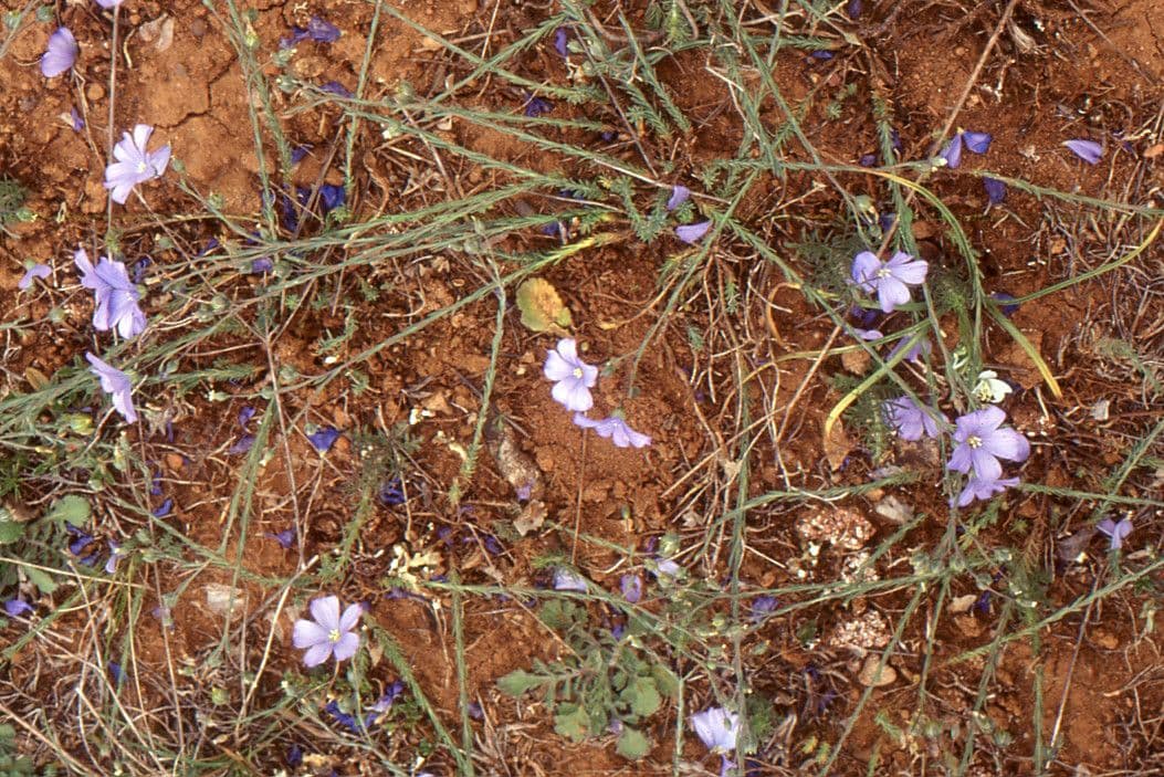 Leonischer Lein mit zarten blauen Bluten und schlanken Stengeln