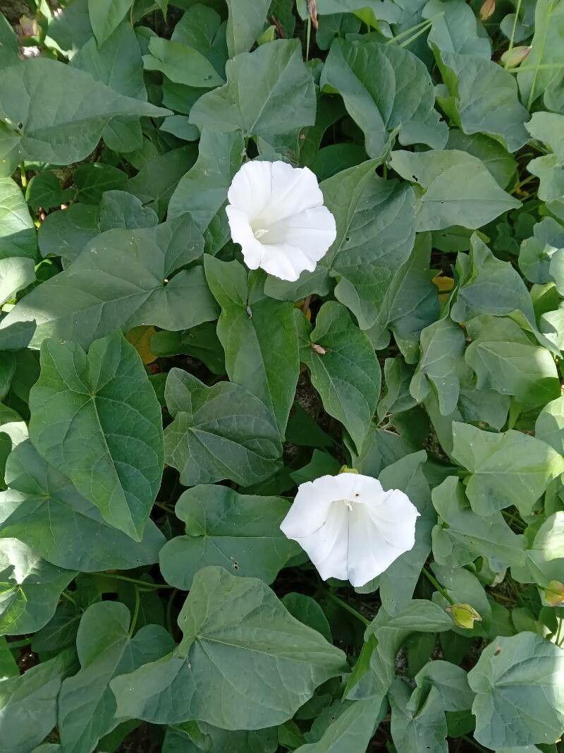 Bearbind in full bloom climbing a wooden fence during summer