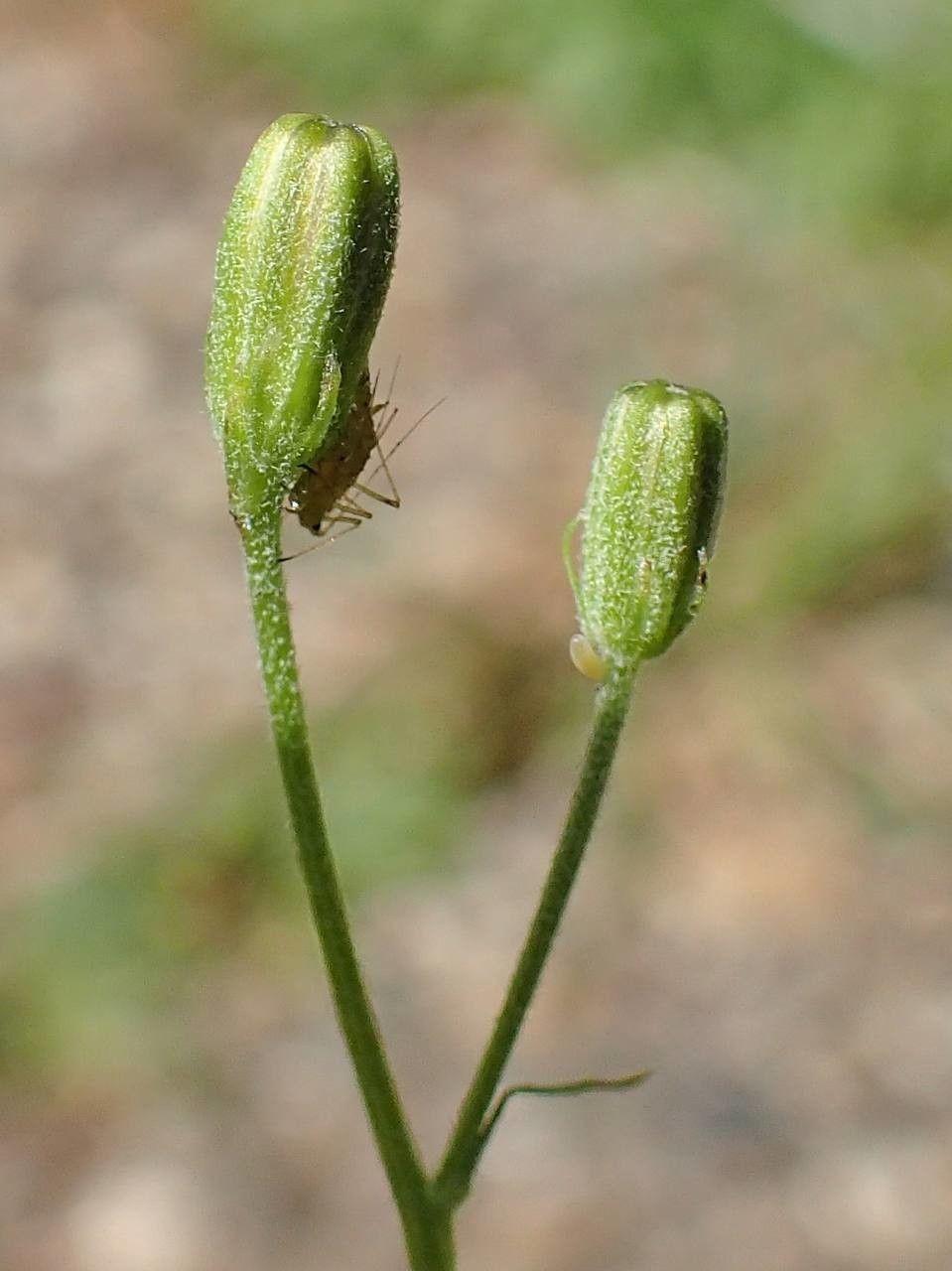 Crépis capillaire (Crepis capillaris) en fleur sur une pente sèche et ensoleillée, avec de petites fleurs jaunes au-dessus d’un feuillage fin