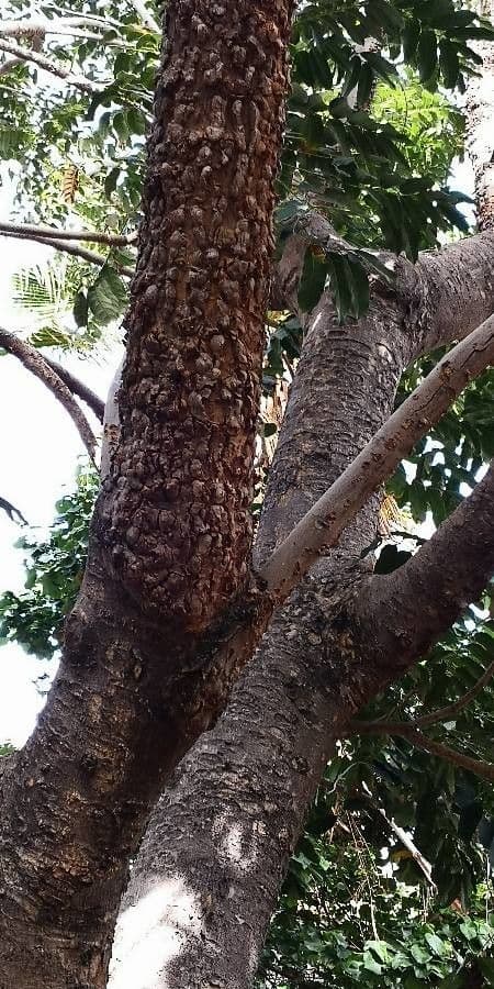 Carapa guianensis crabwood boom in habitat