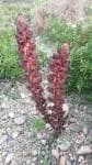 Orobanche variegata Pflanze mit violetten Bluten