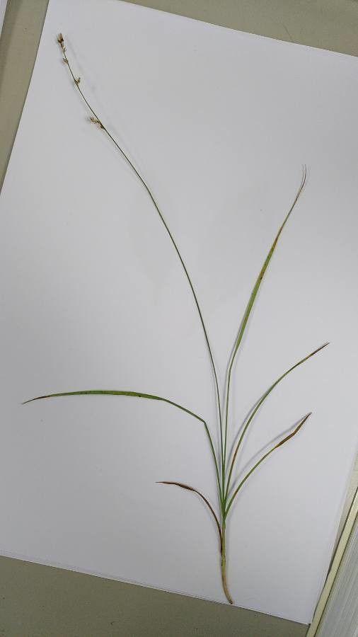 Unterbrochenährige Segge (Carex divulsa) in voller Blüte auf einem feuchten, halbschattigen Beet