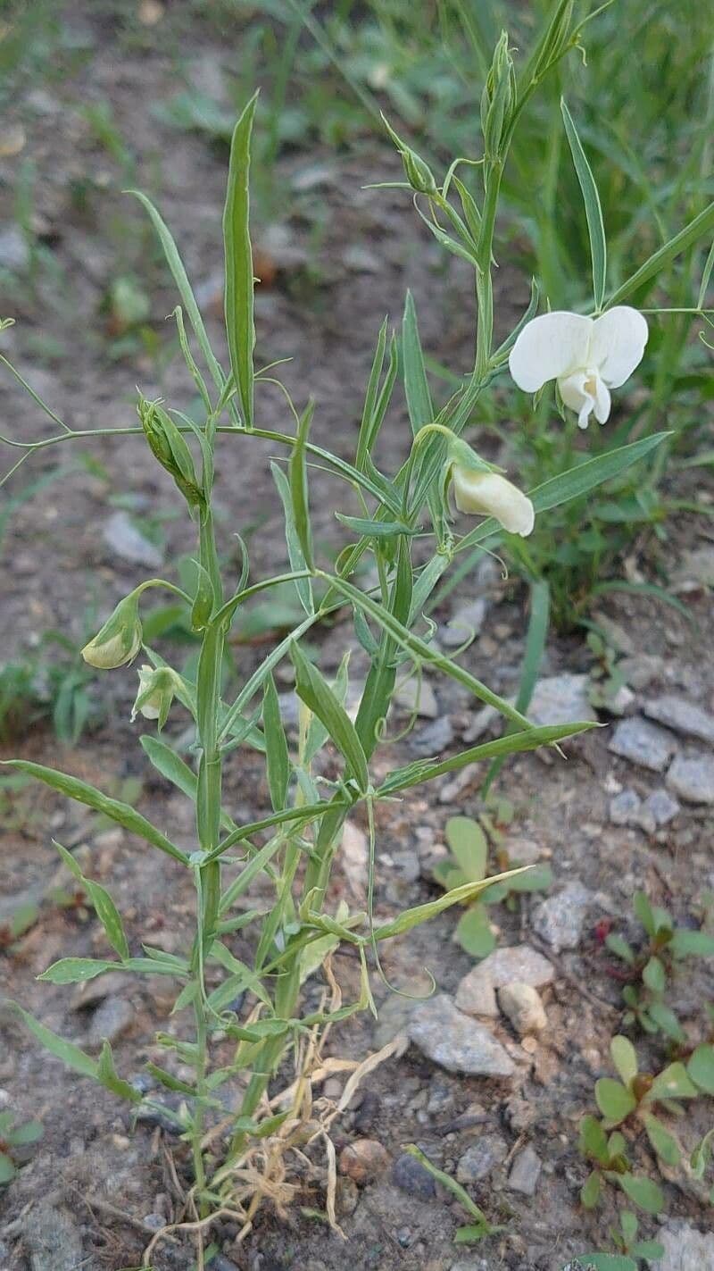 Grass pea plant with green foliage and purple-blue flowers