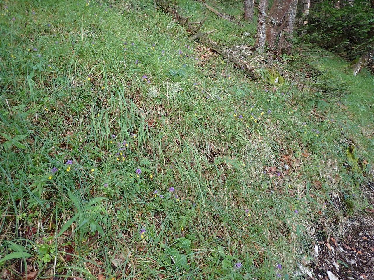 Calamagrostide bigarrée en pleine floraison sur une pente ensoleillée, avec des épis blancs et bleutés en juillet-août