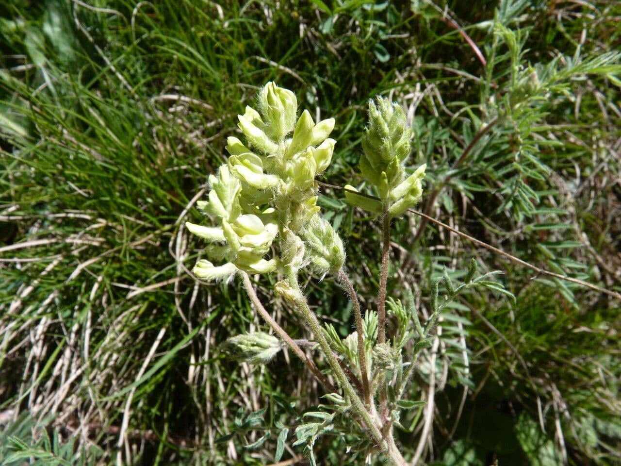 Oxytropis pilosa wollige hokjespleul in bloei