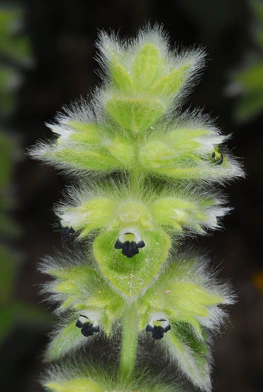 Sideritis lanata (Wolliges Gliedkraut) mit dicht wolligen silbrig-weissen Blattern und gelben Bluten