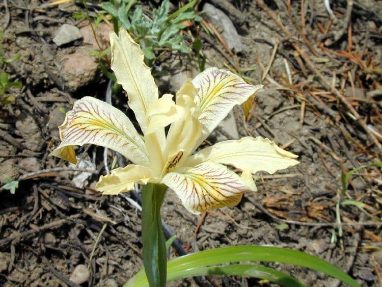 Bright yellow flowers of Iris chrysophylla among green foliage