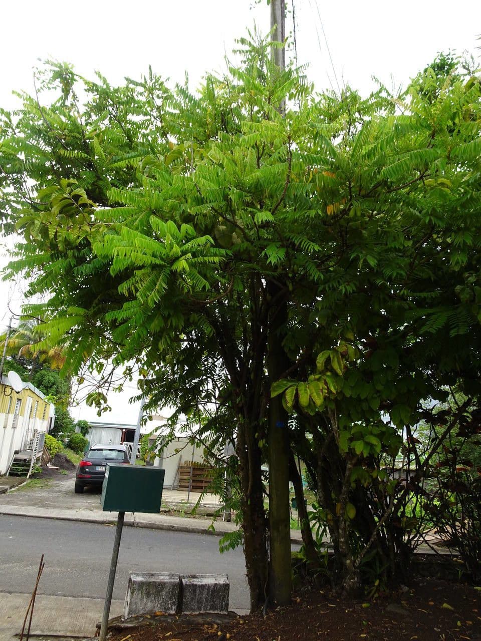 Image de Averrhoa bilimbi