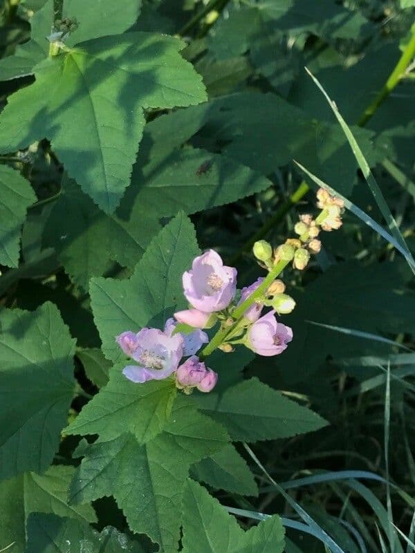 Iliamna rivularis with pink hollyhock-like flowers along a stream bank
